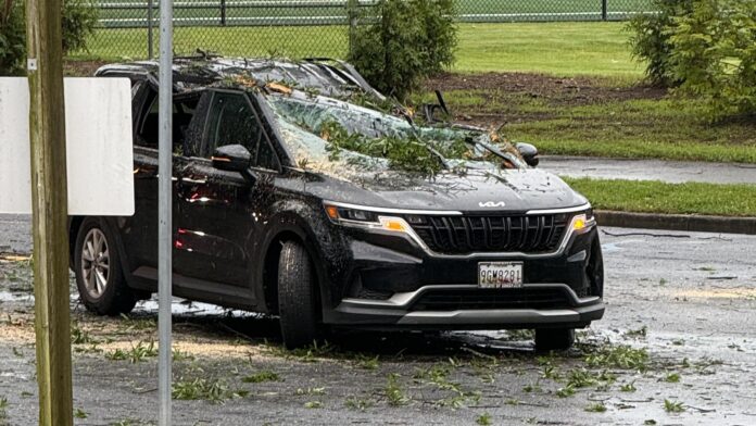 Car after tree fell